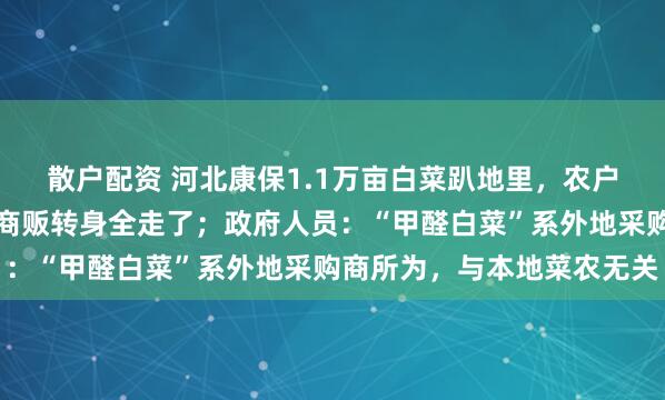 散户配资 河北康保1.1万亩白菜趴地里，农户：谈定金时消息曝光，商贩转身全走了；政府人员：“甲醛白菜”系外地采购商所为，与本地菜农无关